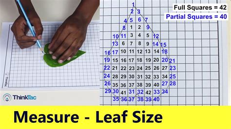 how to measure leaf thickness|how to measure leaf size.